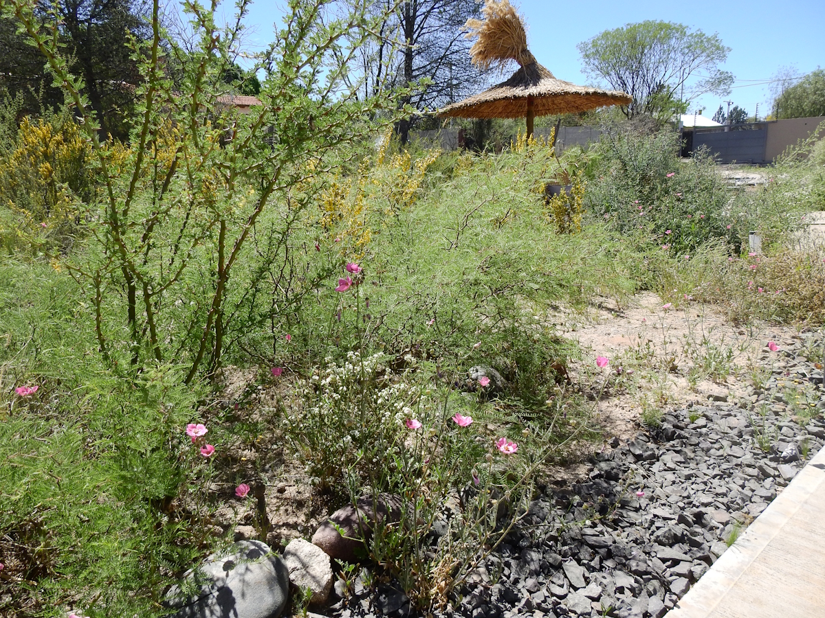 Posada Los Chañares, vista del jardín nativo en flor